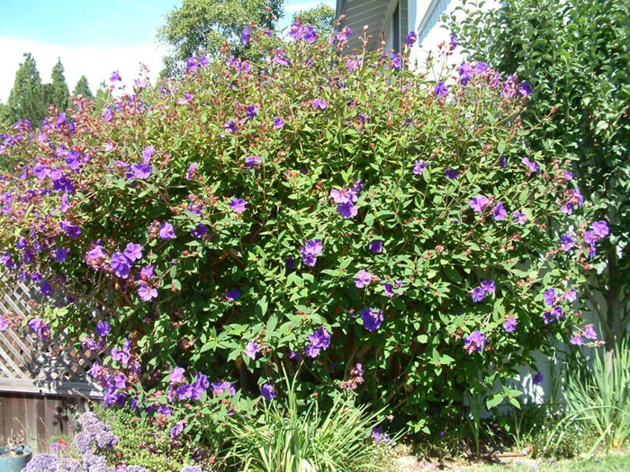 Plant photo of: Tibouchina urvilleana