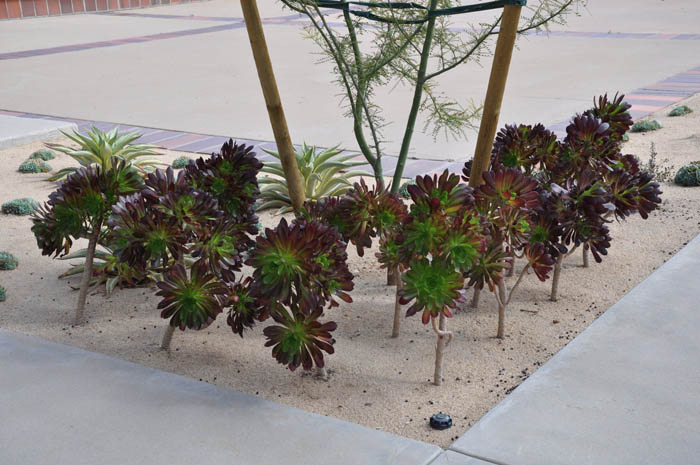 Plant photo of: Aeonium arboreum 'Zwartkop'