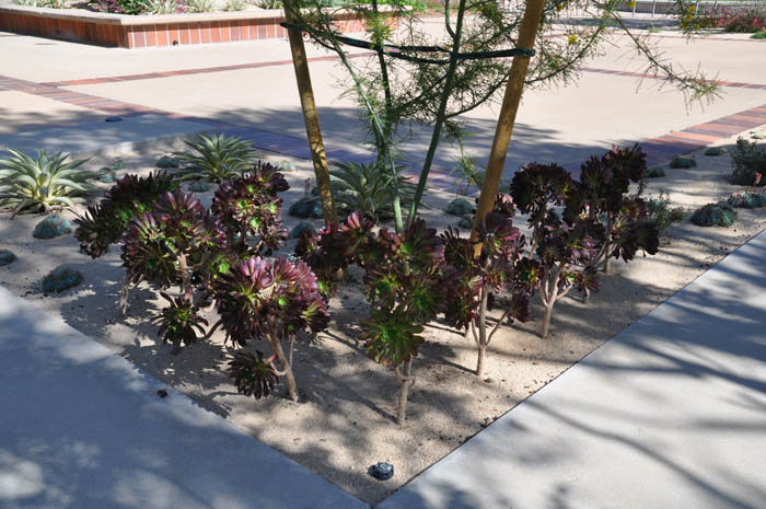 Plant photo of: Aeonium arboreum 'Zwartkop'