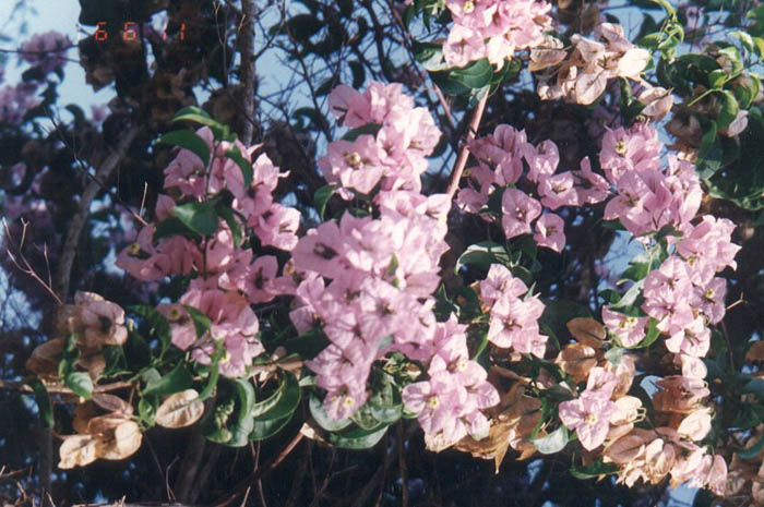 Plant photo of: Bougainvillea 'Lavender Queen'