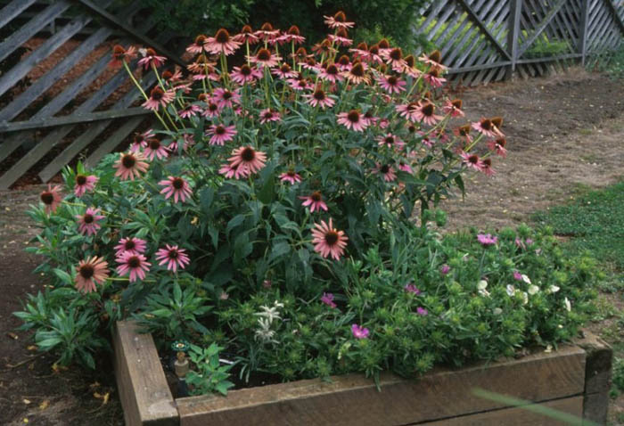 Plant photo of: Echinacea purpurea