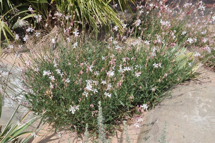 Plant photo of: Gaura lindheimeri