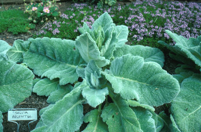 Plant photo of: Salvia argentea