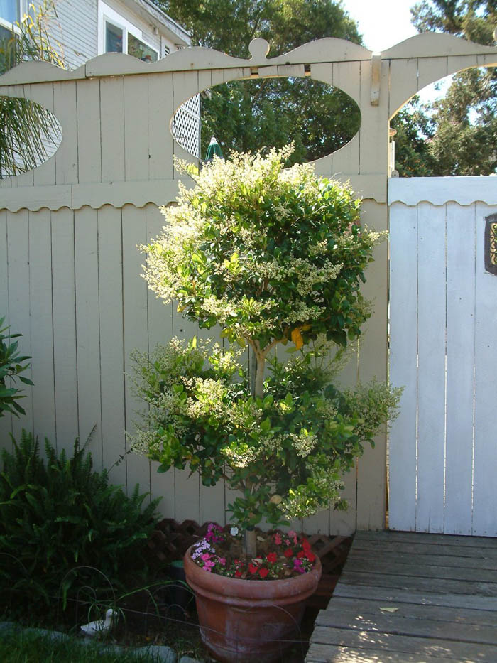 Plant photo of: Ligustrum japonicum 'Texanum'