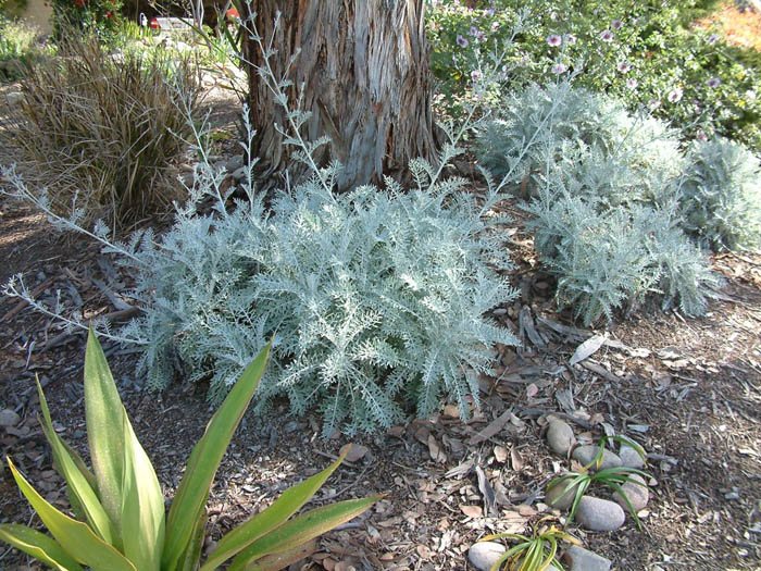 Plant photo of: Centaurea cineraria