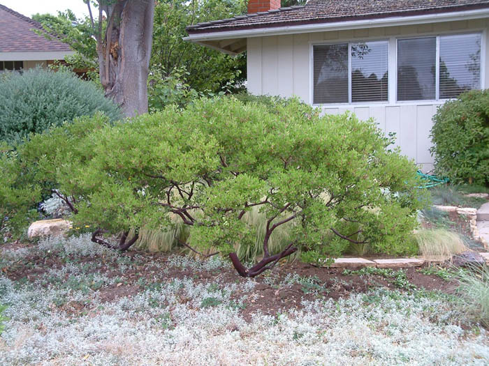 Plant photo of: Arctostaphylos densiflora 'Howard McMinn