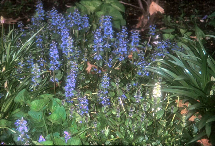 Plant photo of: Ajuga reptans