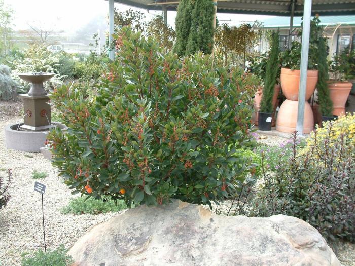 Plant photo of: Arbutus unedo