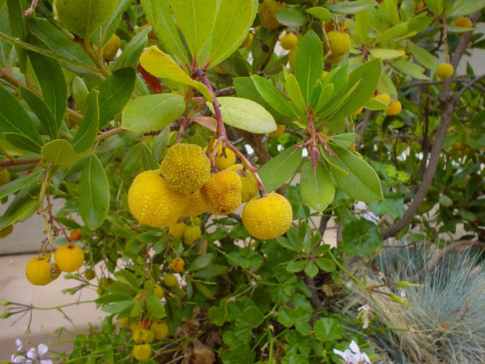 Plant photo of: Arbutus unedo 'Compacta'