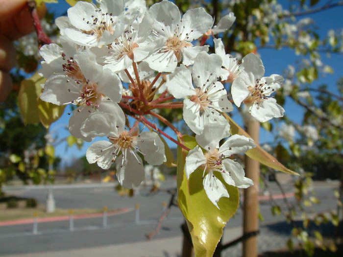 Plant photo of: Pyrus kawakamii