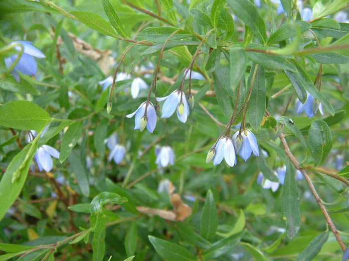 Plant photo of: Sollya heterophylla