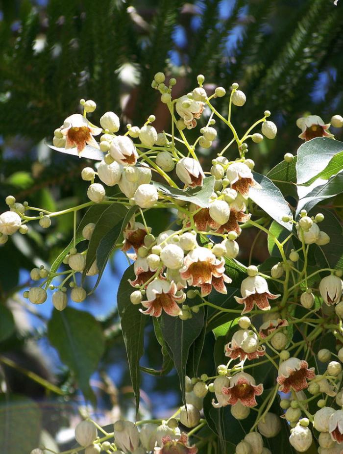 Plant photo of: Brachychiton populneus