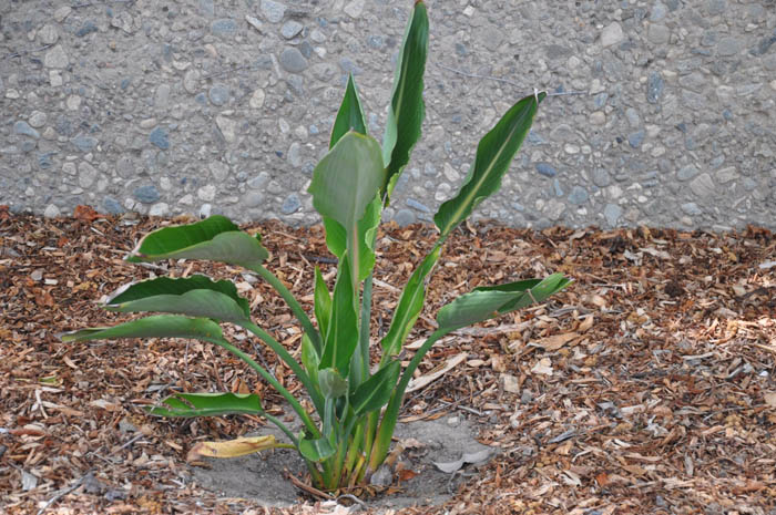 Plant photo of: Strelitzia reginae