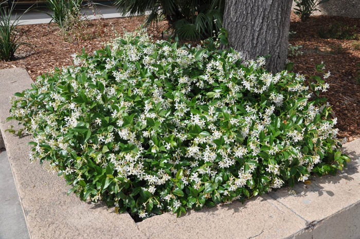 Plant photo of: Trachelospermum jasminoides