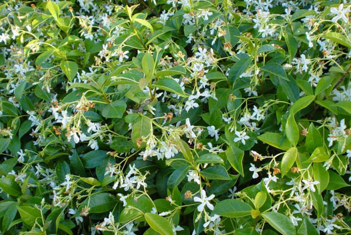 Plant photo of: Trachelospermum jasminoides