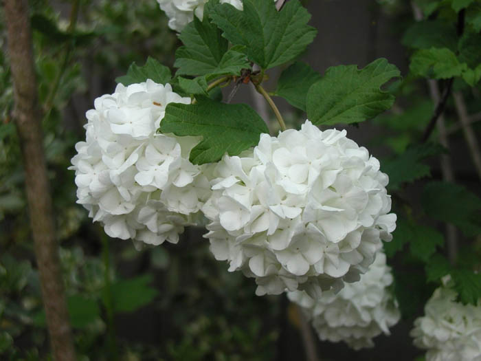 Plant photo of: Viburnum opulus 'Roseum'