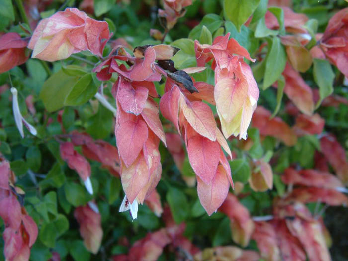 Plant photo of: Justicia brandegeeana