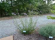 Brazilian Lilac Verbena