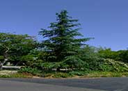 Deodar Cedar