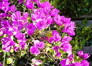 Bougainvillea selections