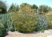 Pink Melaleuca