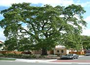 Valley Oak, White Oak, Roble