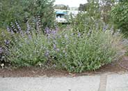 Purple Sage