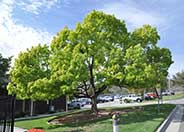 Camphor Tree