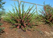 Canberra Gem Grevillea