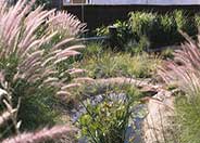 Fountain Grass