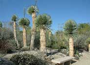 Big Bend Yucca