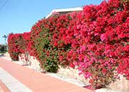 Bougainvillea, San Diego Red