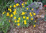 Sunburst Coreopsis