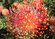 Protea