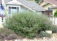 Australian Rosemary, Coast Rosemary