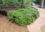 Manzanita Emerald Carpet