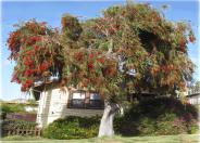 Weeping Bottlebrush