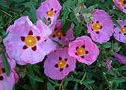 Orchid or Purple Rockrose