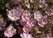 Pink Coral Rockrose