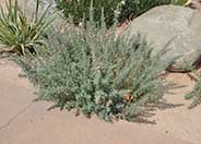 California Fuchsia, Zauschneria