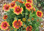 Blanket Flower