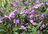 Lilac Vine, Coral Pea