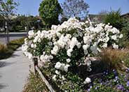 Iceberg Floribunda Rose