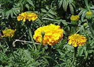 American or African Marigold