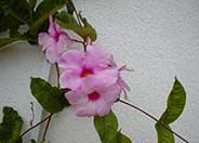 Mandevilla