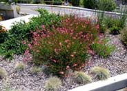 Pink Gaura