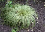 Frosty Curls Sedge