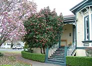 Japanese Camellia