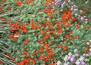 Canary Island Lotus or Parrot's bea