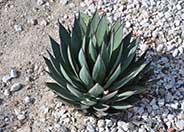 Blue Glow Agave